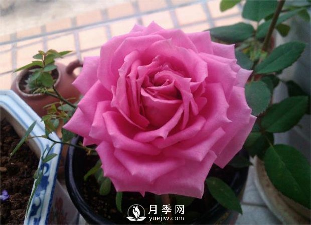 不眠芳香月季，以香味出名的豐花月季滿屋飄香(圖1)