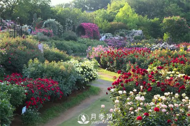 園林植物搭配技巧，不同觀賞植物的配置組合(圖1)