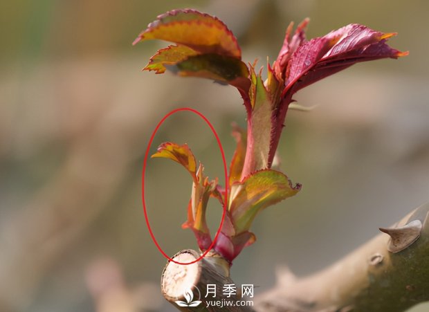 月季芽太多，要不要抹？(圖2)