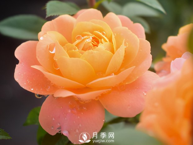 月季芽太多，要不要抹？(圖3)