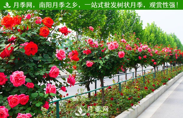 苗木原生冠、全冠、半冠的意義和區(qū)別(圖1)