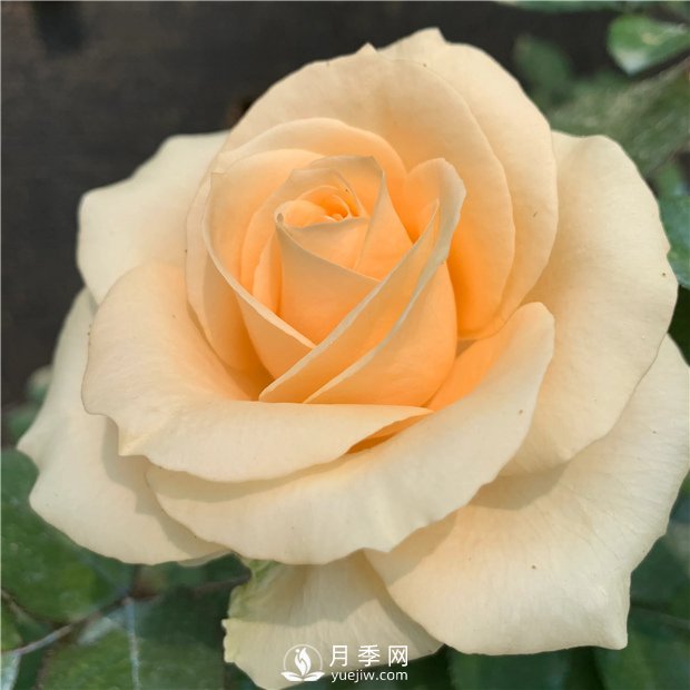 蜜桃雪山月季，杏黃色切花月季，溫柔有你(圖3)