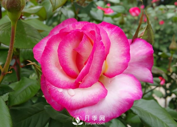 3.12植樹(shù)節(jié)，你了解多少？(圖1)
