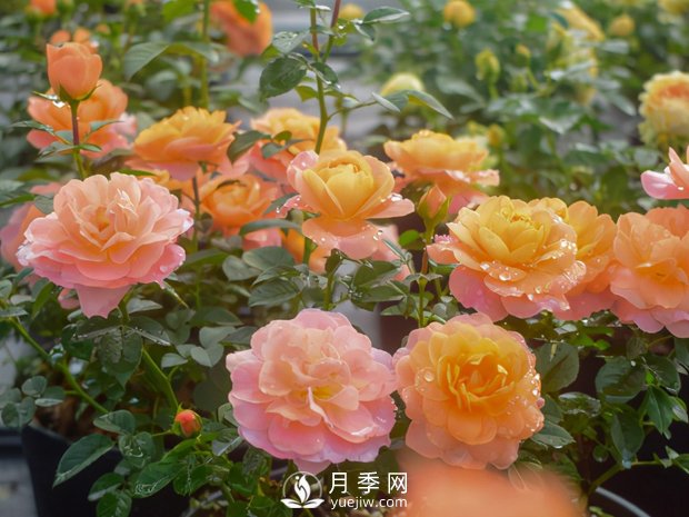 月季小苗，想要一年長1米，告訴你4招(圖1)