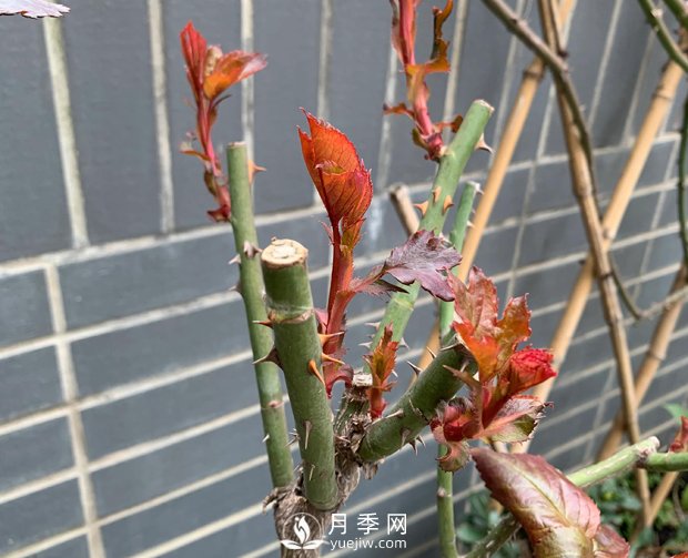 春節(jié)的月季芽芽怎么養(yǎng)護(hù)呢？(圖1)