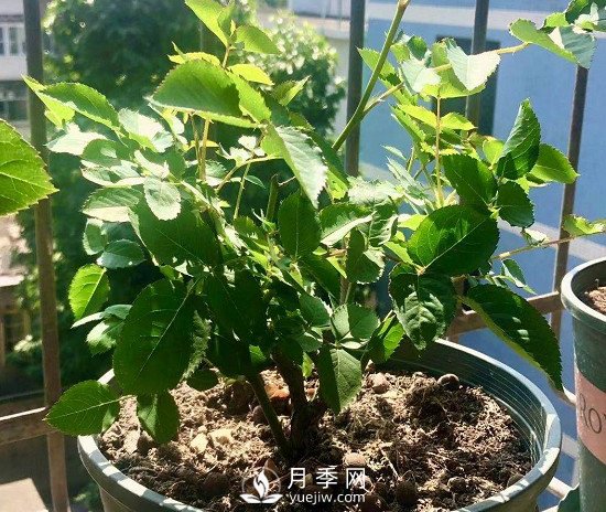 三月月季花正確的打頂方法，漂亮株型(圖2)