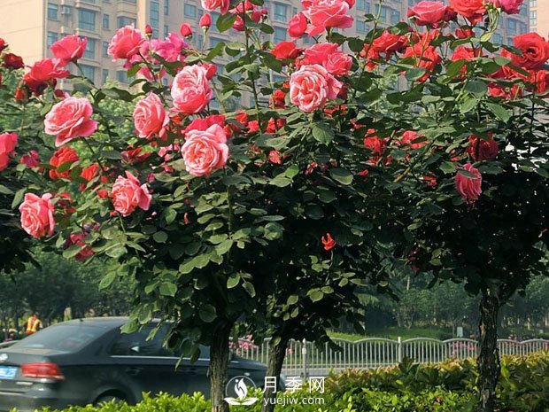 月季早春時的養(yǎng)護(hù)管理方法你知道嗎？(圖1)