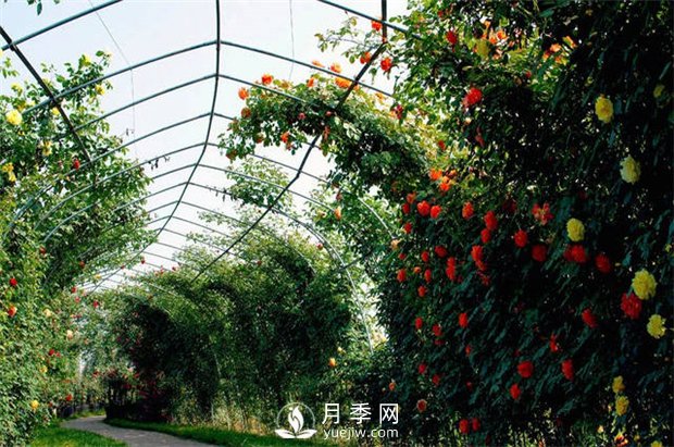 月季(紅蜘蛛、白粉病、黑斑病)防治及施肥技巧(圖1)