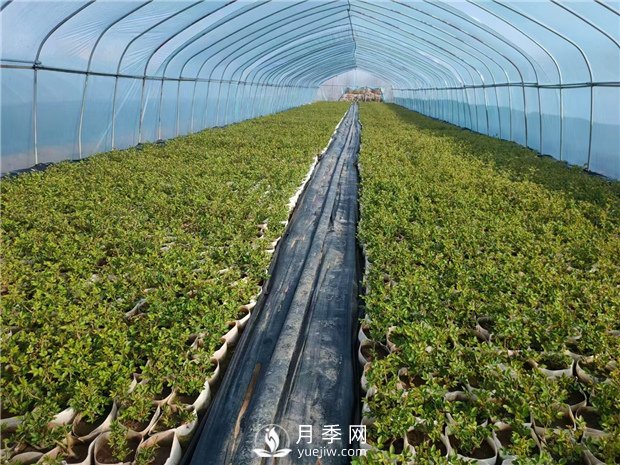 月季該如何緩苗你知道嗎？(花友的經(jīng)驗總結(jié))(圖1)