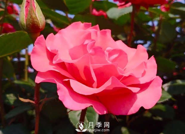 新手應(yīng)該如何修剪月季？不同類型有辦法(圖1)