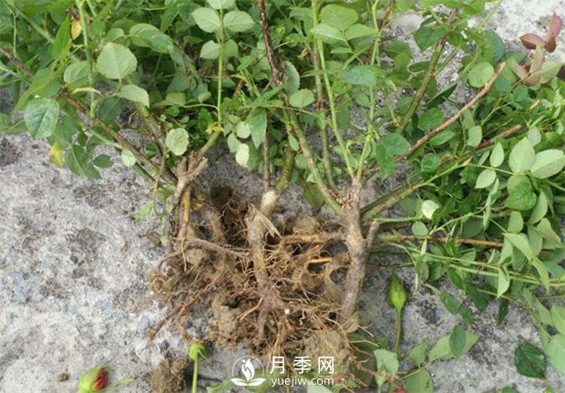 裸根的月季該如何種植？南陽大田月季基地告訴你(圖1)