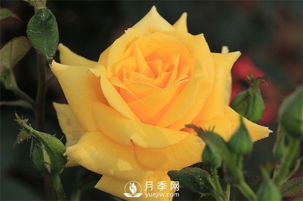 歐月和南陽月季花的區(qū)別是什么？(圖1)
