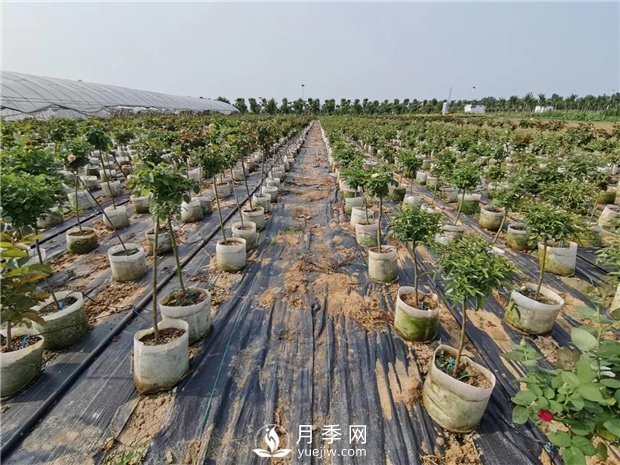 南陽月季養(yǎng)殖中月季配土是關(guān)鍵！(圖1)