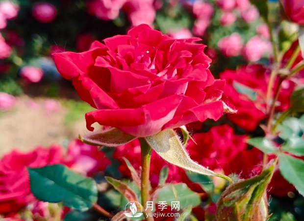 怎樣讓月季開更多更大的花？(圖1)