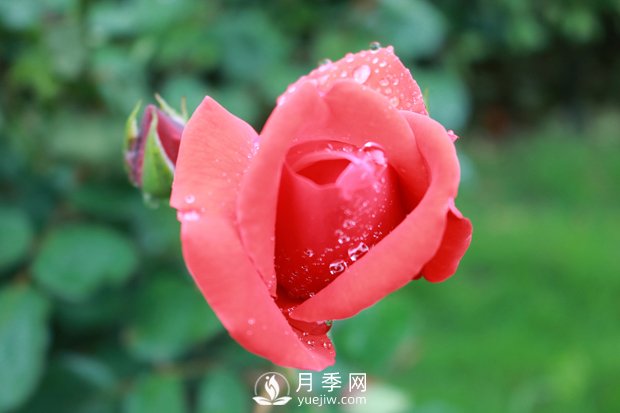 月季入秋后，我們應(yīng)該怎么去養(yǎng)護(hù)？(圖1)