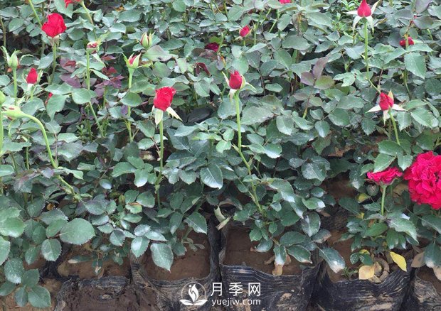 盆栽月季花該如何養(yǎng)殖？方法很簡單哦(圖1)