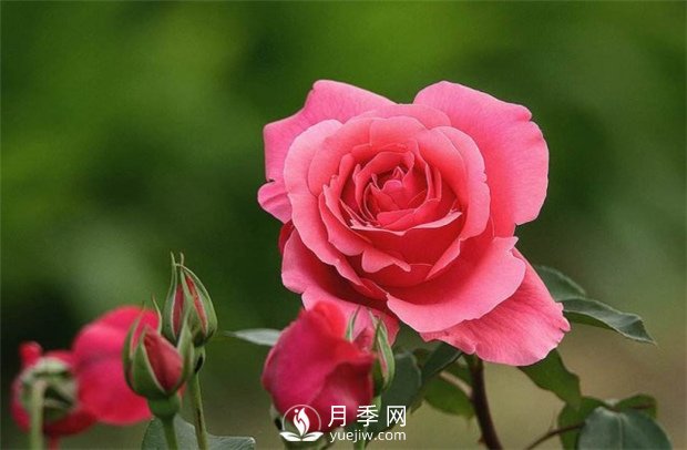 月季玫瑰與薔薇的區(qū)別在哪里？薔薇不開花的原因是什么？(圖1)