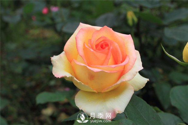 苗木成活率不高？12招樹木養(yǎng)護(hù)秘訣，要知曉！(圖1)