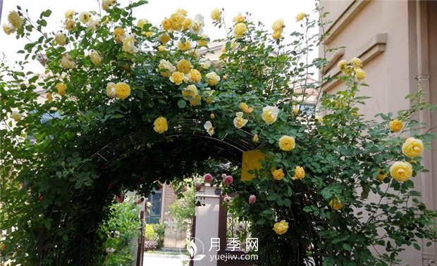 苗木養(yǎng)護，詳細(xì)的『植物根部』知識普及！(圖1)