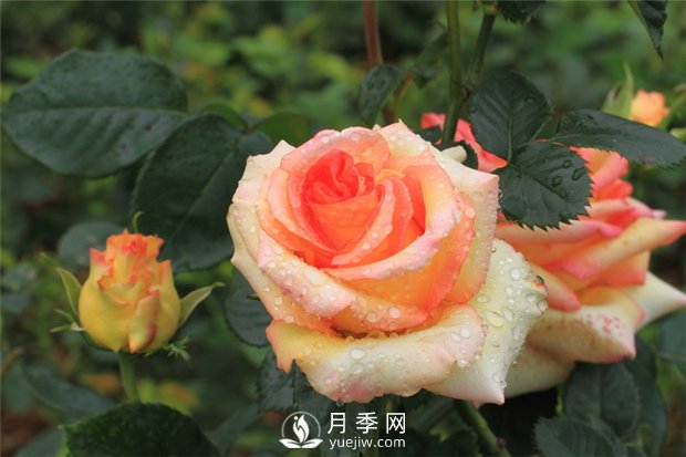月季是怎么繁殖的？5種月季的繁殖方法(圖1)