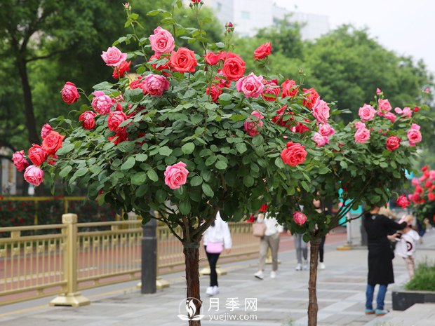 月季網(wǎng)：樹(shù)狀月季四季管理養(yǎng)護(hù)技巧(圖1)