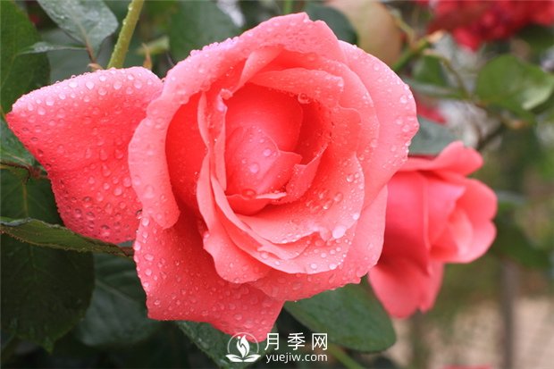 月季花在春季和秋季有什么區(qū)別？(圖1)