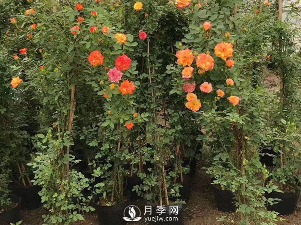 春季果樹養(yǎng)護要點(圖1)