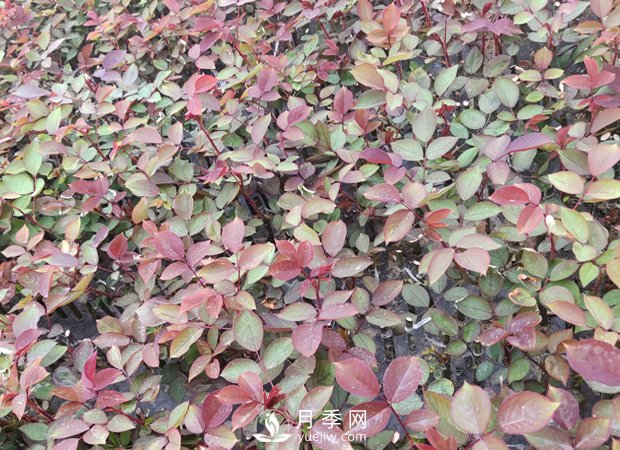 南陽(yáng)月季小苗3月長(zhǎng)勢(shì)茁壯，4月進(jìn)入上市售賣(mài)期(圖1)