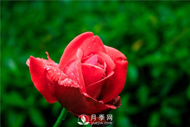 怎樣養(yǎng)殖大花月季？有什么技巧？(圖1)