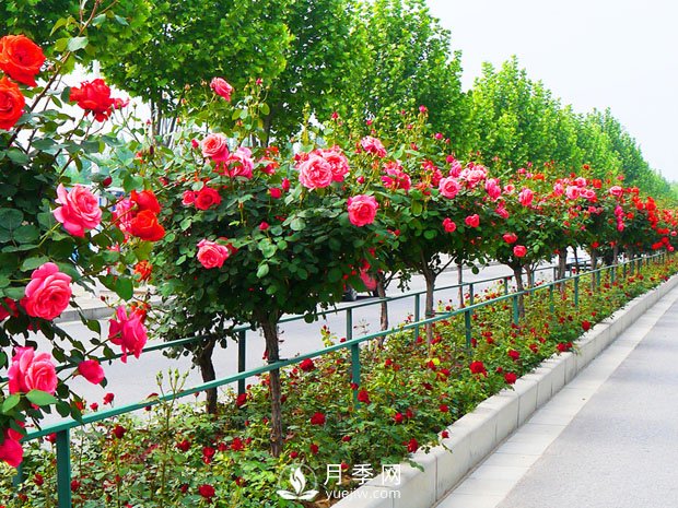 月季開花后，樹狀月季應(yīng)該這么做！(圖1)