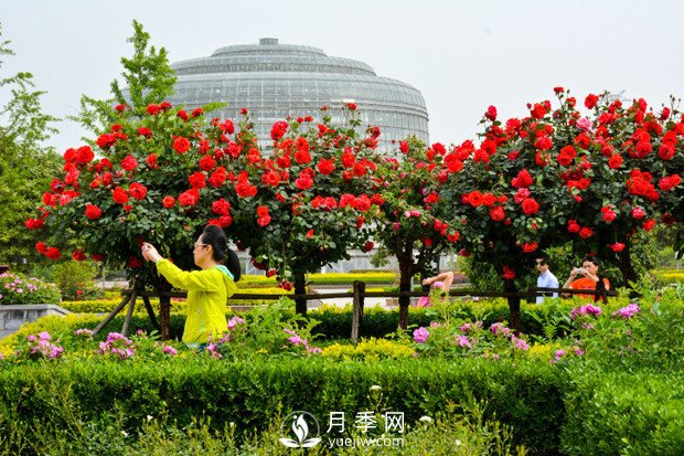 樹狀月季是怎么培養(yǎng)出來的？怎樣才能達(dá)到造型漂亮？(圖1)