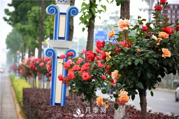 樹狀月季有哪些優(yōu)點？(圖1)