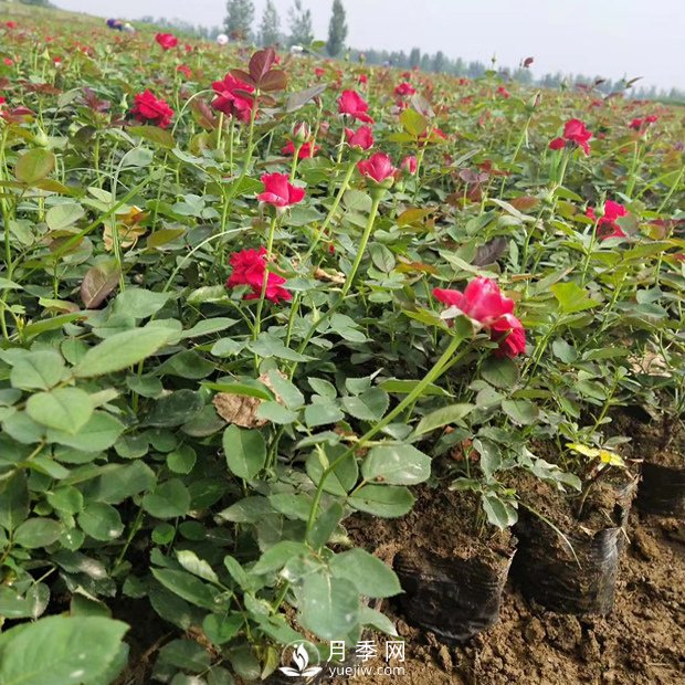 盆栽月季花的栽培管理技術(shù)要點(diǎn)有哪些？(圖1)