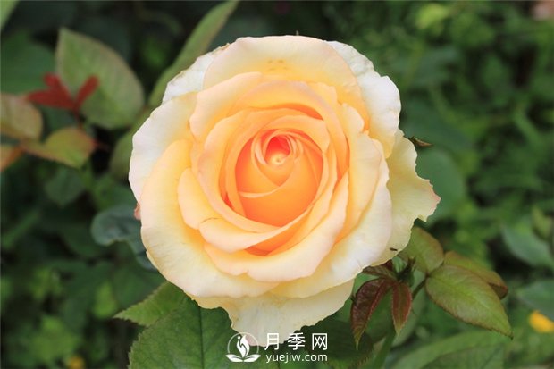 大花月季種植水肥如何管理？(圖1)