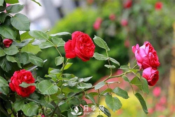 微月和藤本和灌木月季的區(qū)別，超容易分辨！(圖1)