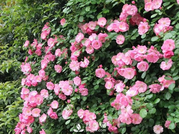 藤本月季的幾個錯誤方法，生長階段要注意(圖1)