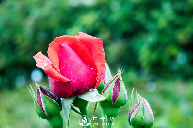 手把手教你如何養(yǎng)護月季花，尤其是春天(圖1)