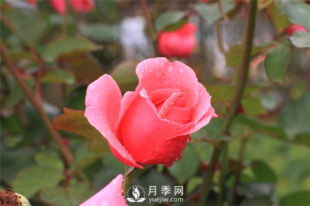 薔薇花、月季花和玫瑰花的區(qū)別(圖1)