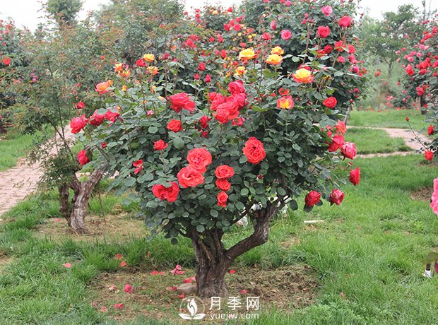 樹樁盆景的制作方法，樹樁盆景月季制作教程(圖3)