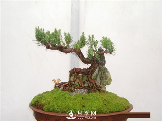 黑松盆景如何制作與養(yǎng)護？(圖1)
