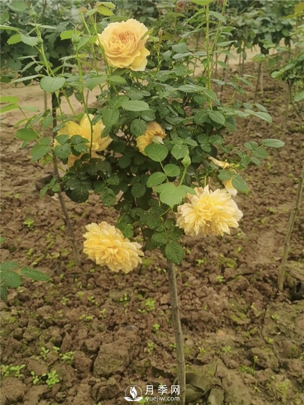 南陽小青桿月季批發(fā)，品種豐富花色多(圖3)