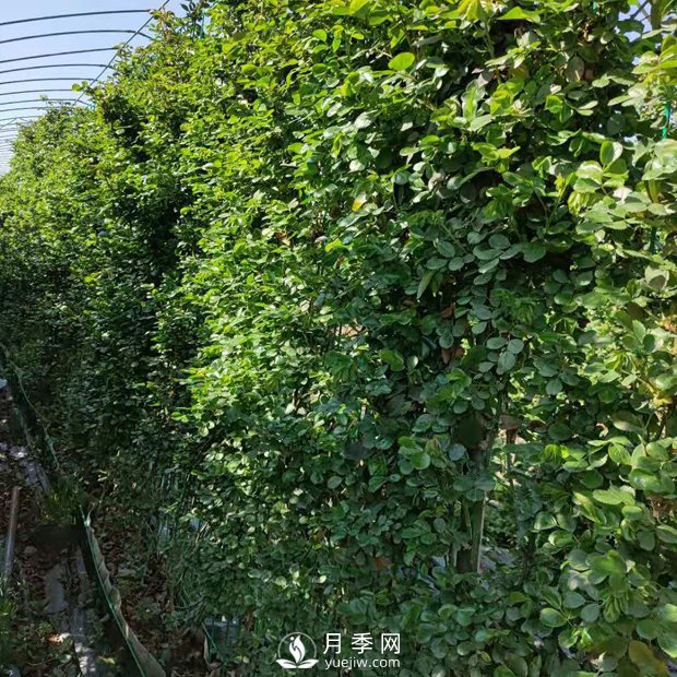 藤本月季網(wǎng)片批發(fā)價格(安吉拉、大游行)(圖2)