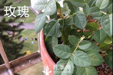 月季和玫瑰有什么區(qū)別？(圖2)