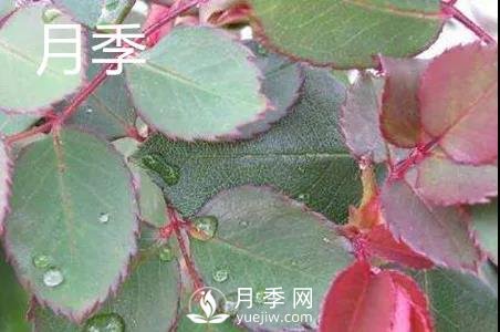 月季和玫瑰有什么區(qū)別？(圖1)