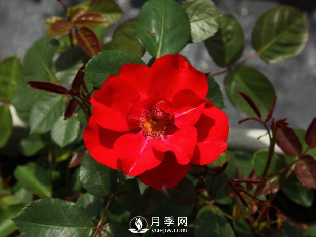 豐花月季品種有哪些？哪個(gè)品種比較好？(圖2)