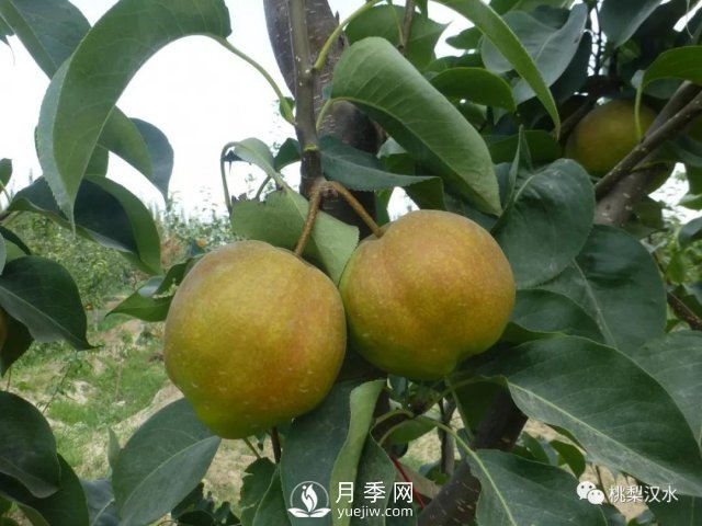 不同品種梨的缺點(圖7)