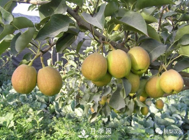 不同品種梨的缺點(圖1)