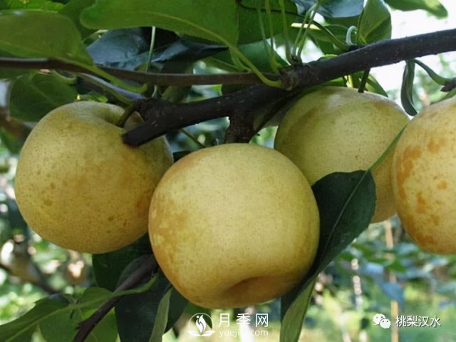 不同品種梨的缺點(圖13)