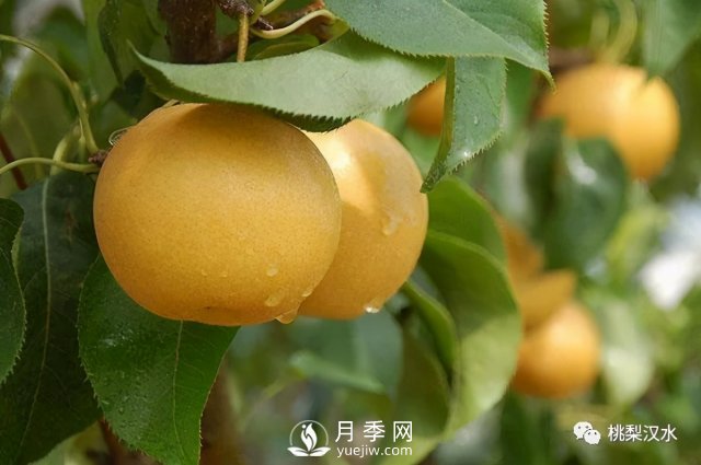 不同品種梨的缺點(圖14)