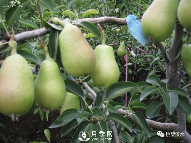 不同品種梨的缺點(圖32)
